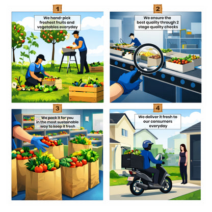 Cabbage (पत्ता गोभी/बंदगोभी)